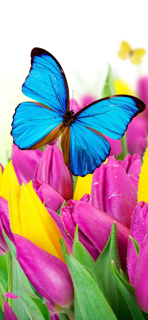Vibrant Blue Butterfly on Colorful Tulips Wallpaper Background