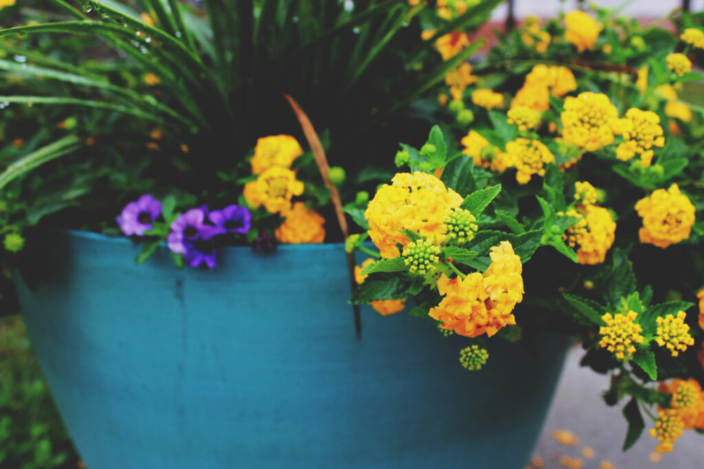 Vibrant Wallpaper: Blue Pot with Lush Greenery & Colorful Flowers