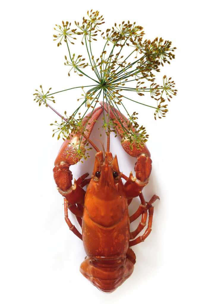 Vibrant Crayfish & Dill Wallpaper: Culinary Delight Background