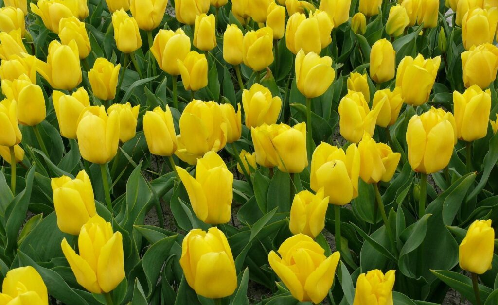Vibrant Yellow Tulip Wallpaper: Cheerful Springtime Background