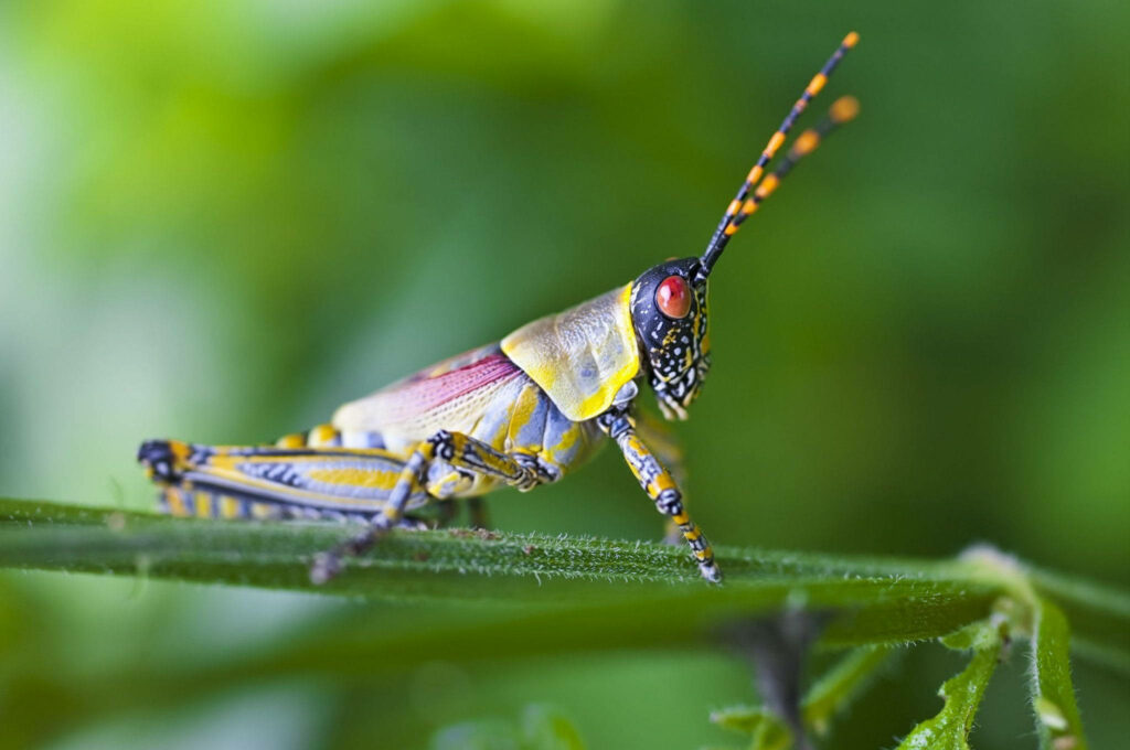 Colorful Grasshopper Close-Up on Green Leaf - Vibrant Nature Wallpaper