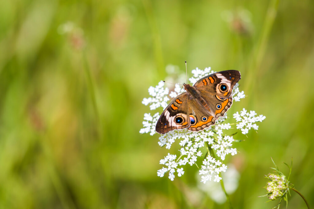 Vibrant Buckeye Butterfly Wallpaper on White Flower & Green Background
