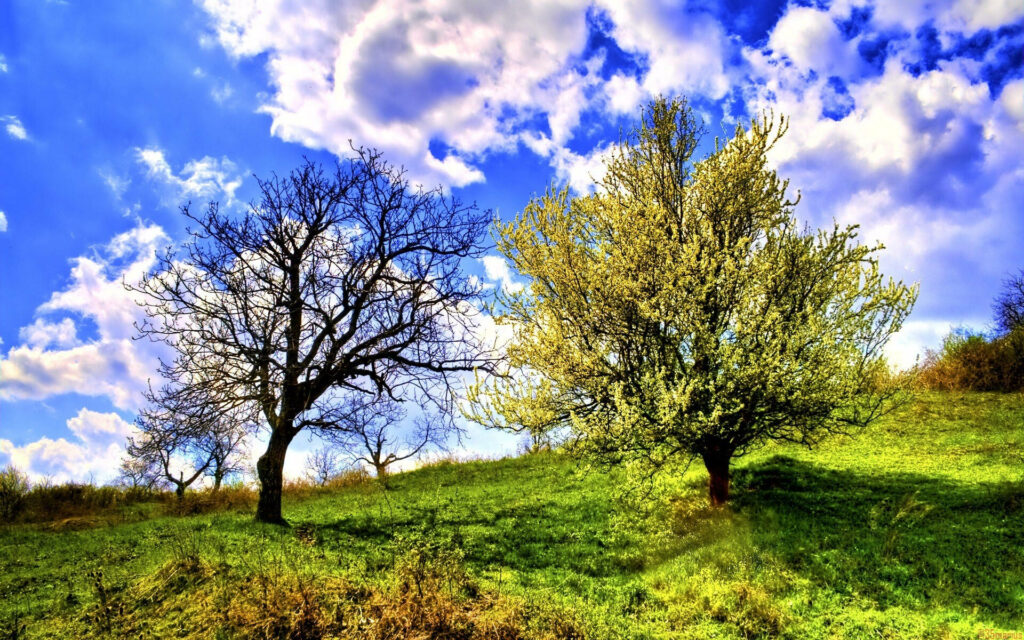 Serene Wallpaper: Dead vs. Blooming Tree Under Blue Sky