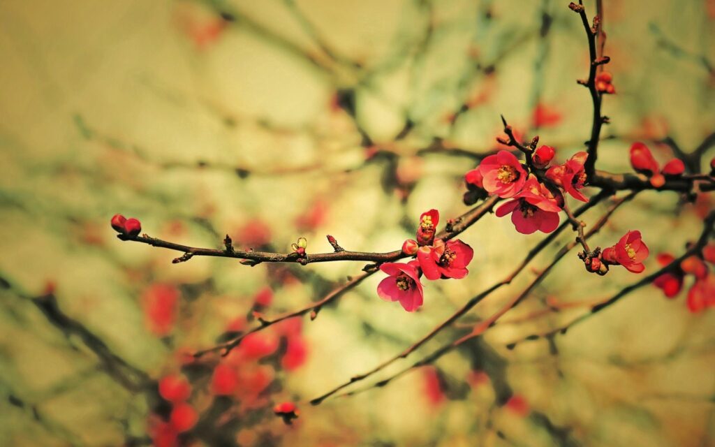 Delicate Red Flowers Wallpaper: Vibrant Nature on Soft Background