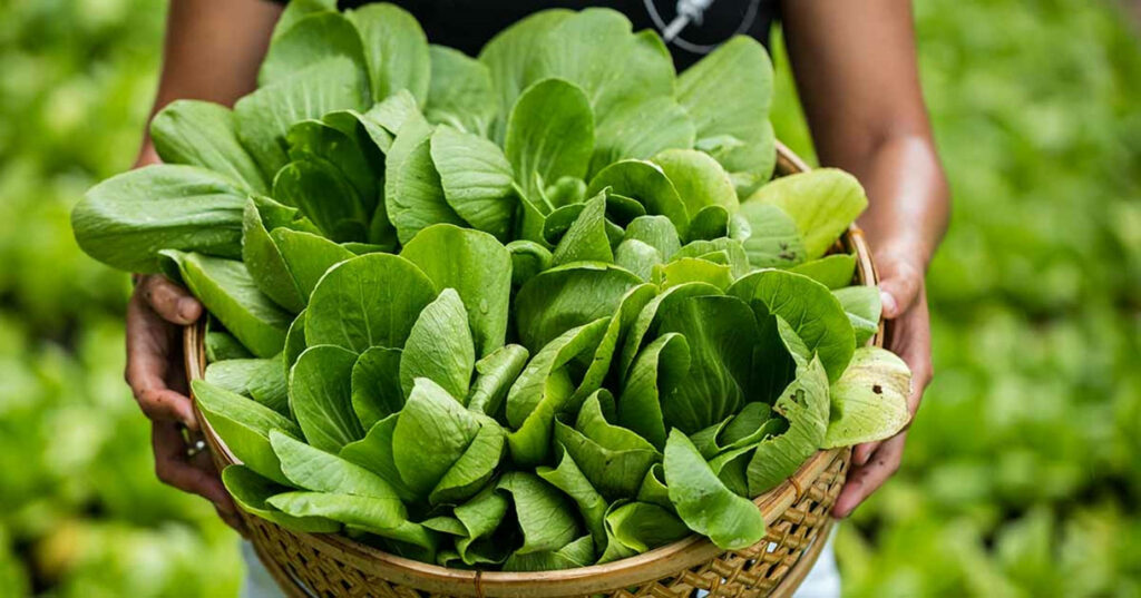 Fresh Bok Choy & Cabbages Wallpaper: Rustic Basket in Lush Green