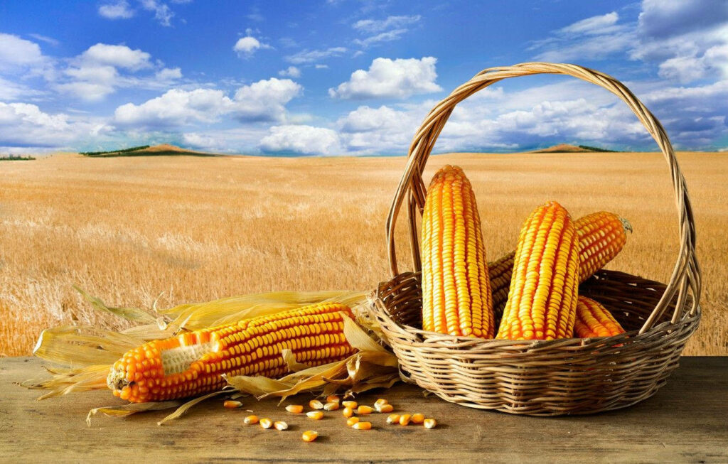 Vibrant Corn Basket Wallpaper: Golden Fields & Clear Blue Sky