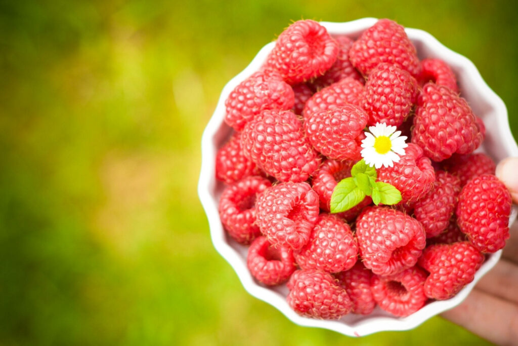 Vibrant Wallpaper: Fresh Raspberries & Daisy on Blurred Green Background