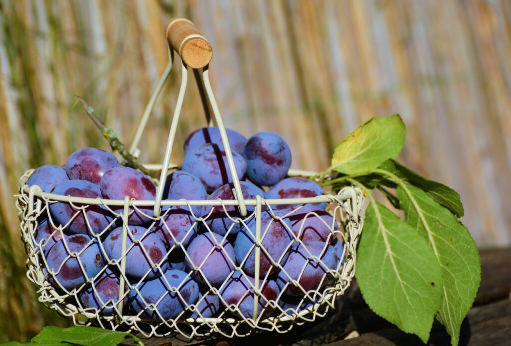 Vibrant Wallpaper of Fresh Plums in a Basket with Green Leaves