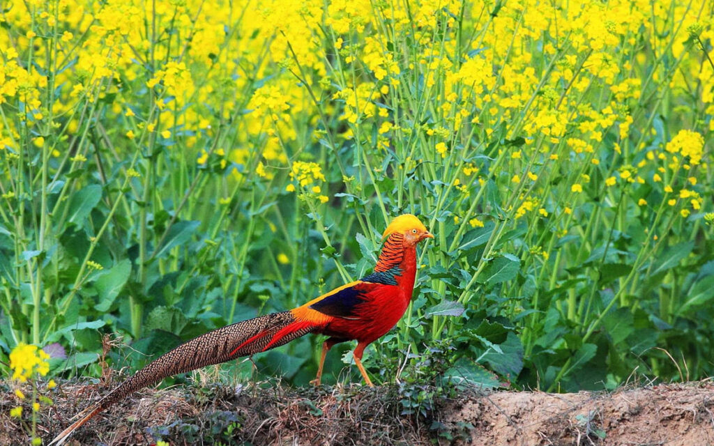 Colorful Golden Pheasant in Blooming Yellow Flower Field Wallpaper