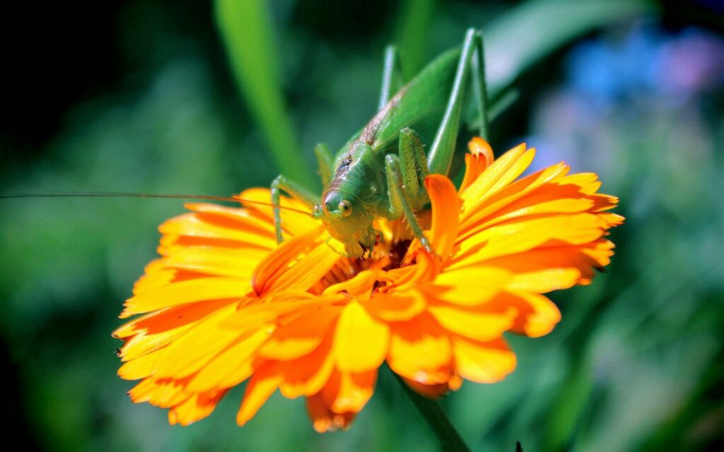 Vibrant Wallpaper: Green Insect on Bright Orange Flower Petals