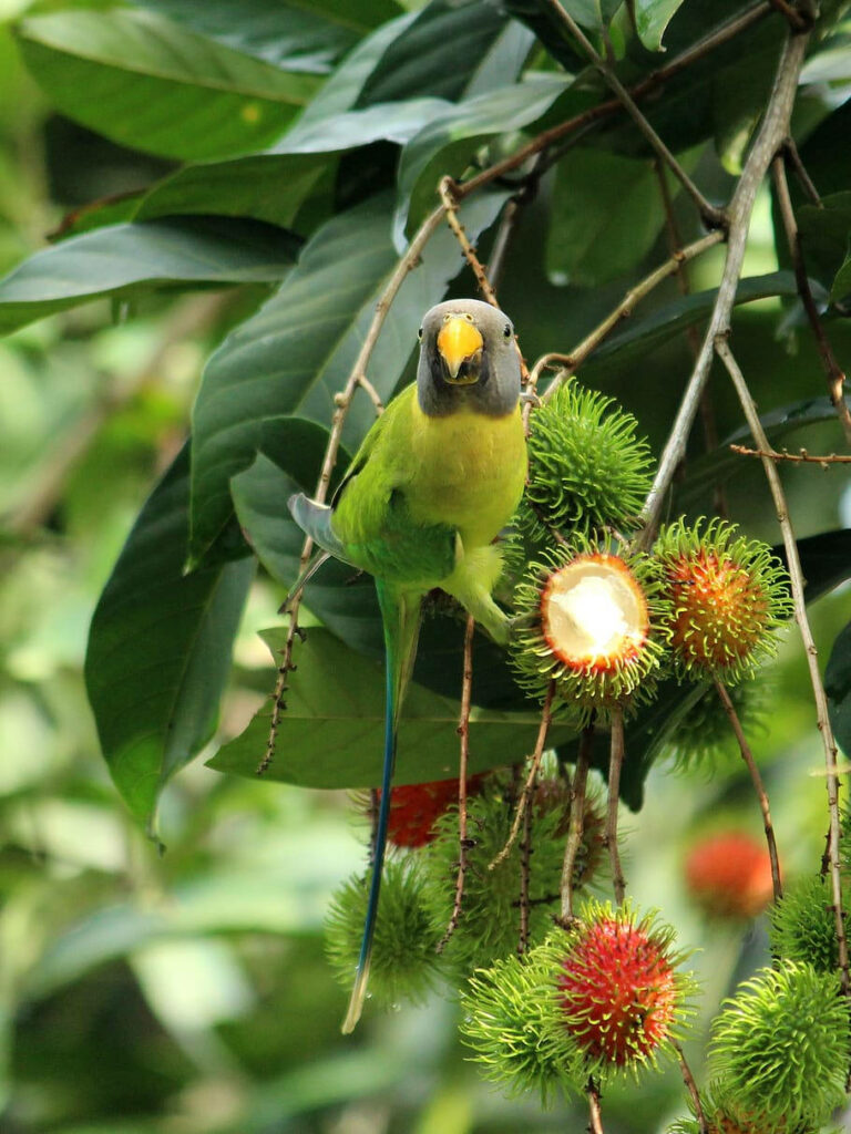 Grey-headed Parakeet Among Ripe Rambutan Fruits - Vibrant Wallpaper