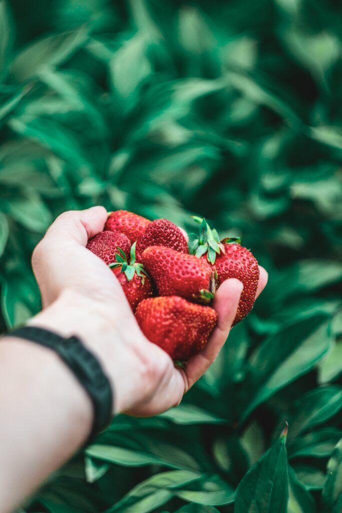 Vibrant Wallpaper: Hand Holding Fresh Red Strawberries in Green Oasis