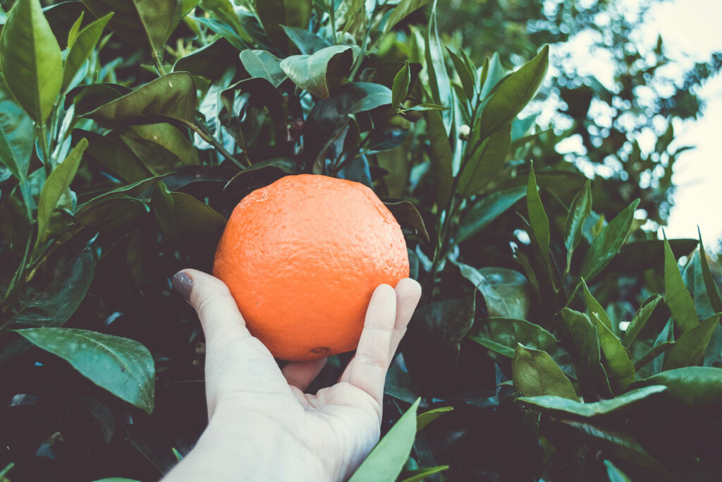 Vibrant Citrus Wallpaper: Hand Holding Ripe Orange Amidst Greenery