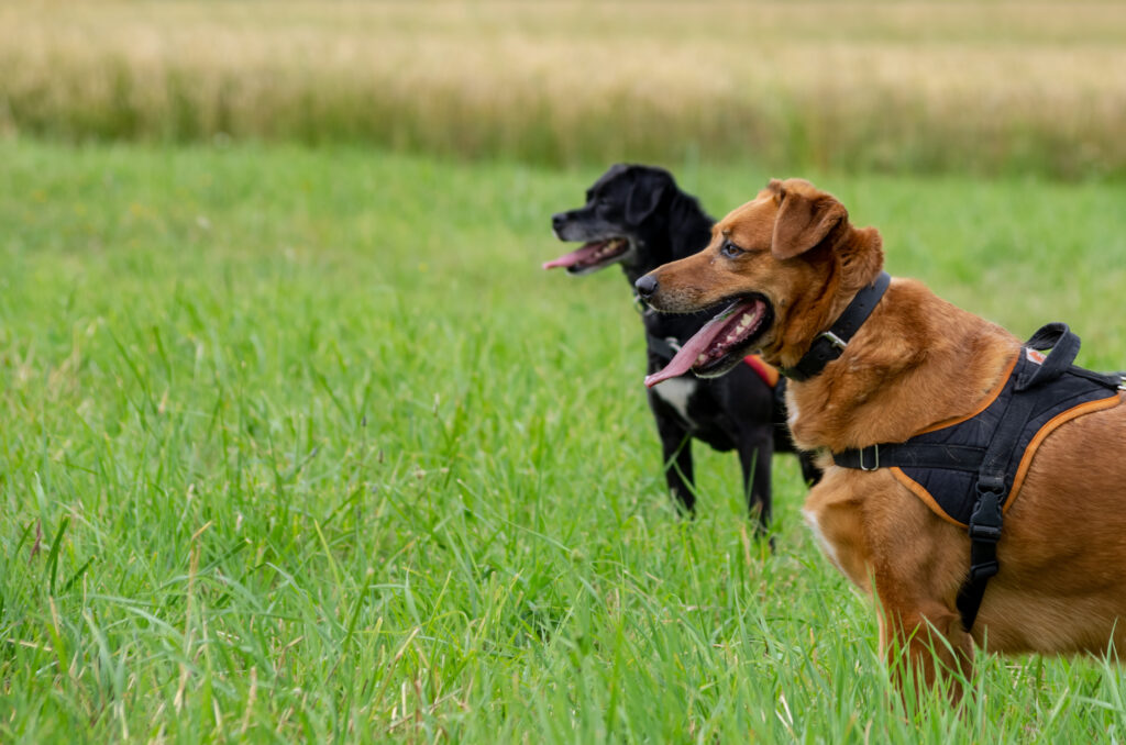 Joyful Dogs in Lush Green Field - Vibrant Wallpaper