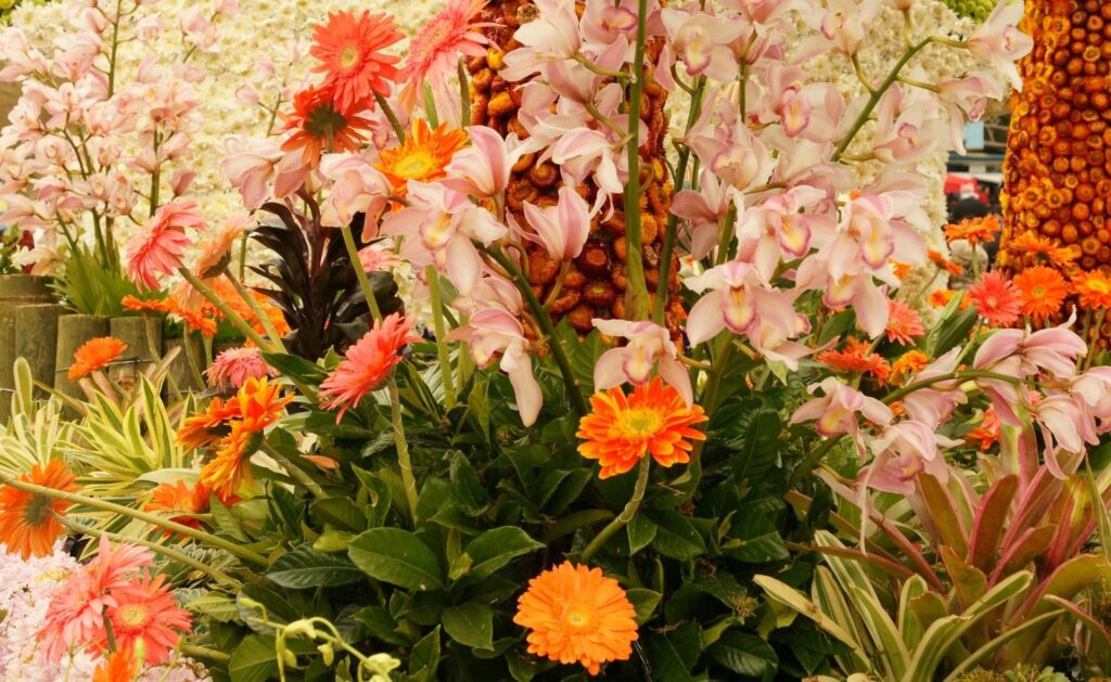 Vibrant Orchid & Gerbera Flowerbed Wallpaper | Natural Beauty Background
