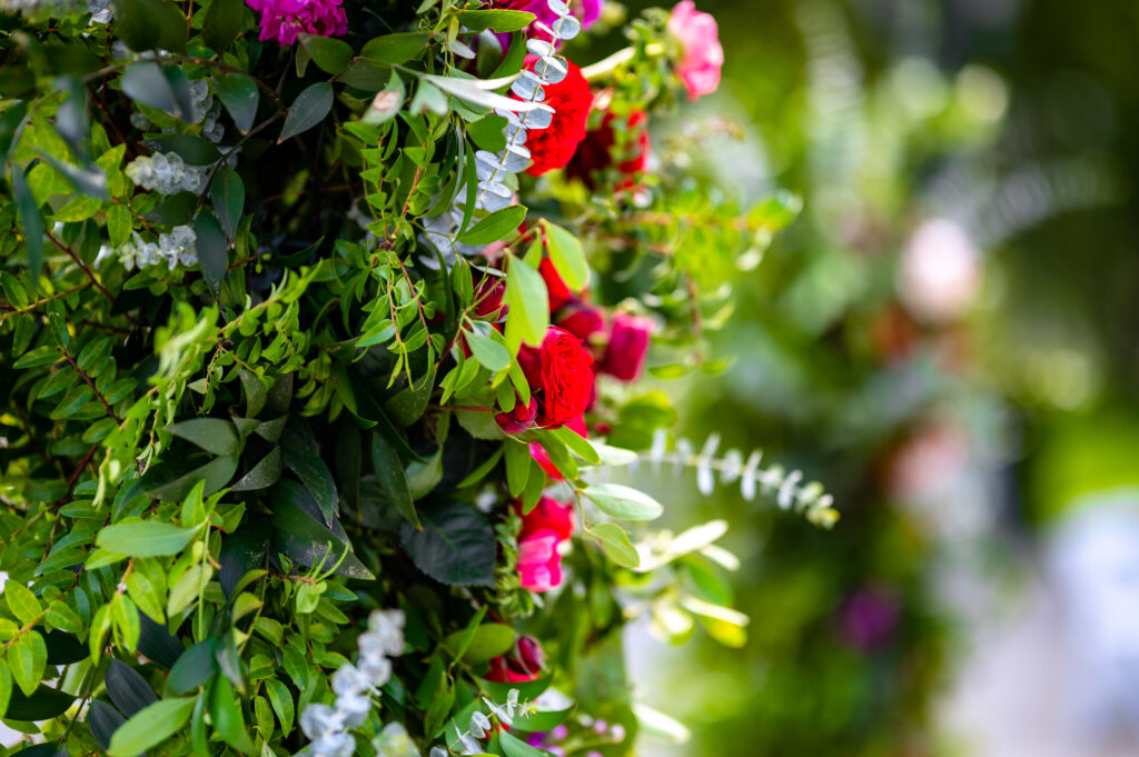 Vibrant Close-Up of Red & Pink Roses: Lush Green Leaves Background Wallpaper
