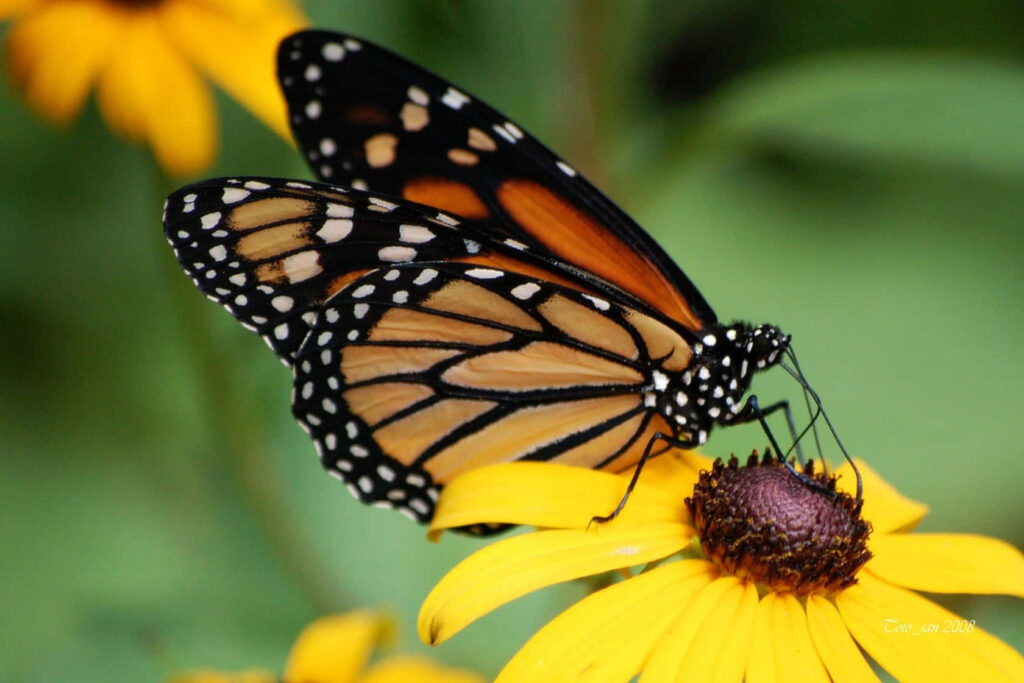Vibrant Wallpaper: Monarch Butterfly on Yellow Sunflower Background
