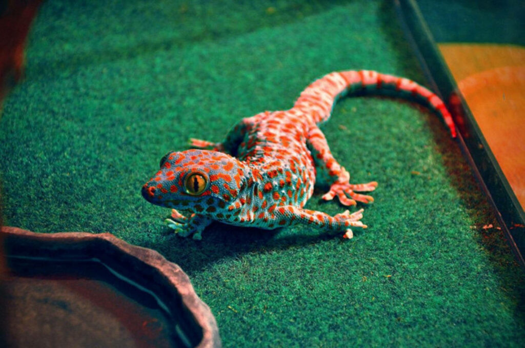 Vibrant Orange Spotted Gecko on Textured Green Wallpaper Background