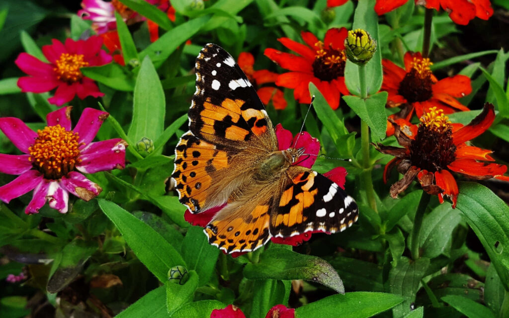 Vibrant Wallpaper: Painted Lady Butterfly on Colorful Flowers