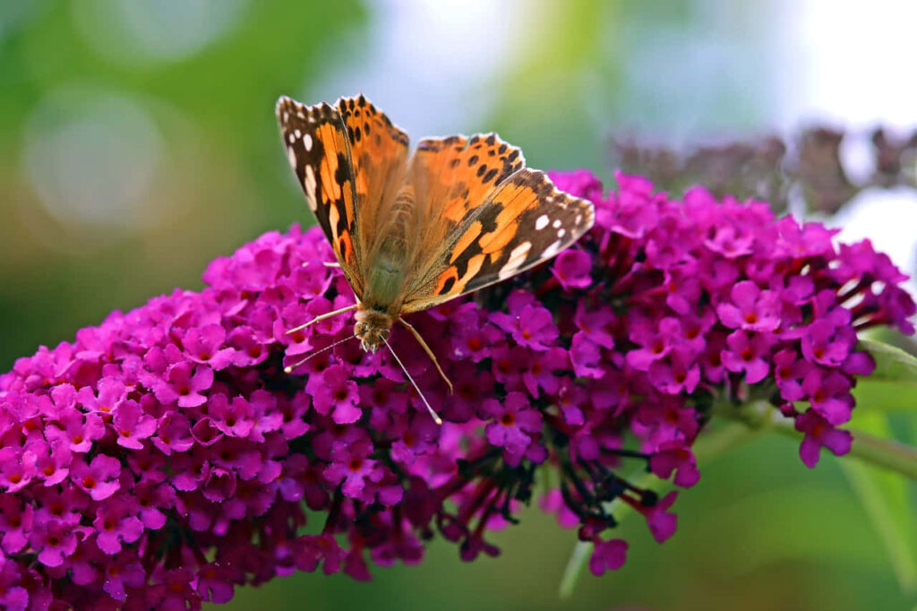 Vibrant Painted Lady Butterfly Wallpaper on Purple Flowers