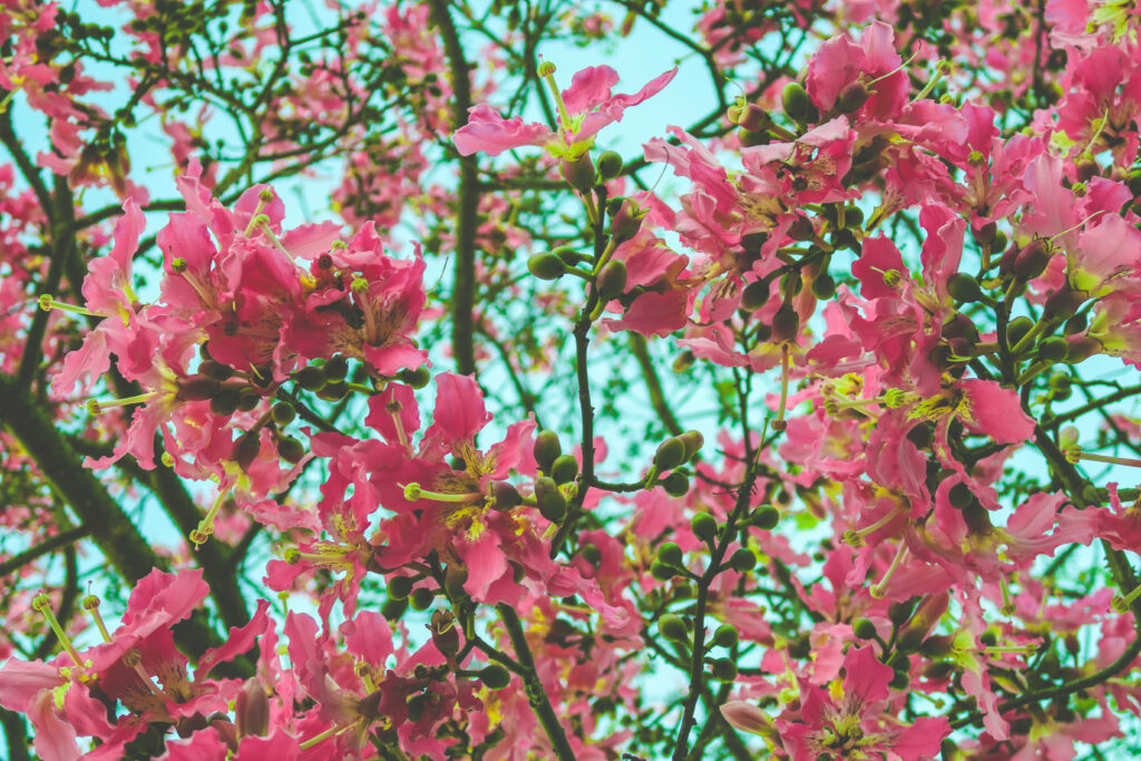 Vibrant Pink Blossom Wallpaper for iPhone - Springtime Background