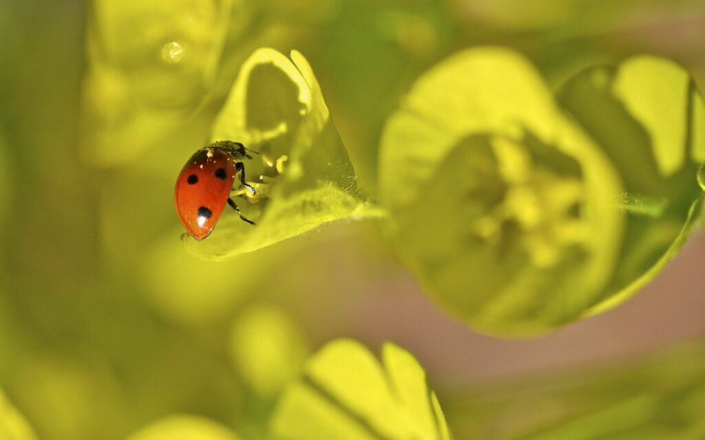 Vibrant Ladybug Wallpaper: Red Bug on Green Leaves & Lush Foliage