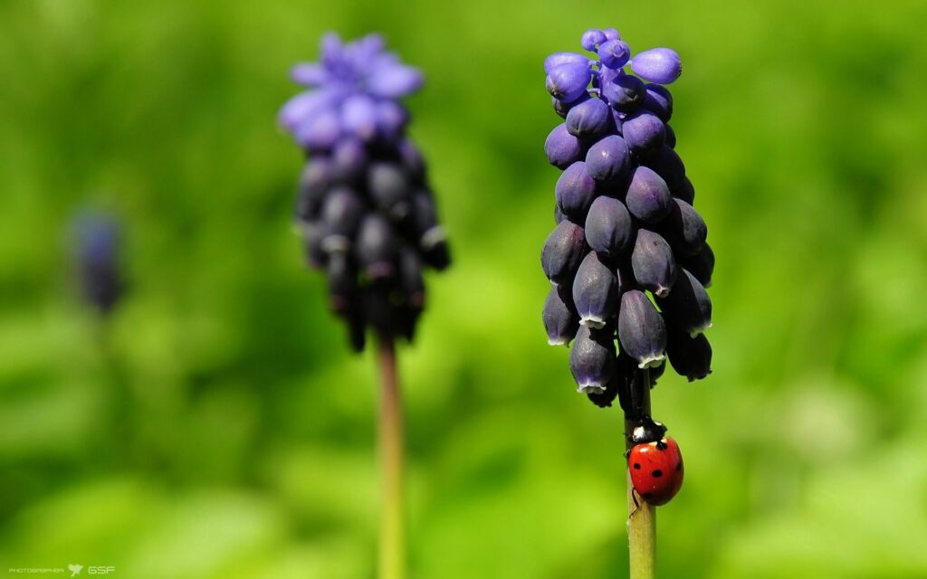 Vibrant Ladybug on Purple Flower: Nature Wallpaper Background