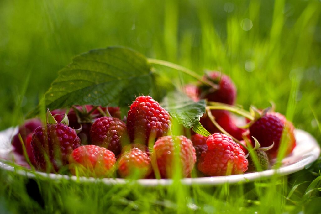 Vibrant Raspberry Wallpaper: Fresh Fruit on Lush Green Grass