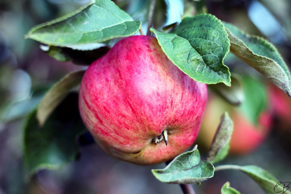 Vibrant Red Apple Wallpaper: Fresh & Lush Green Background