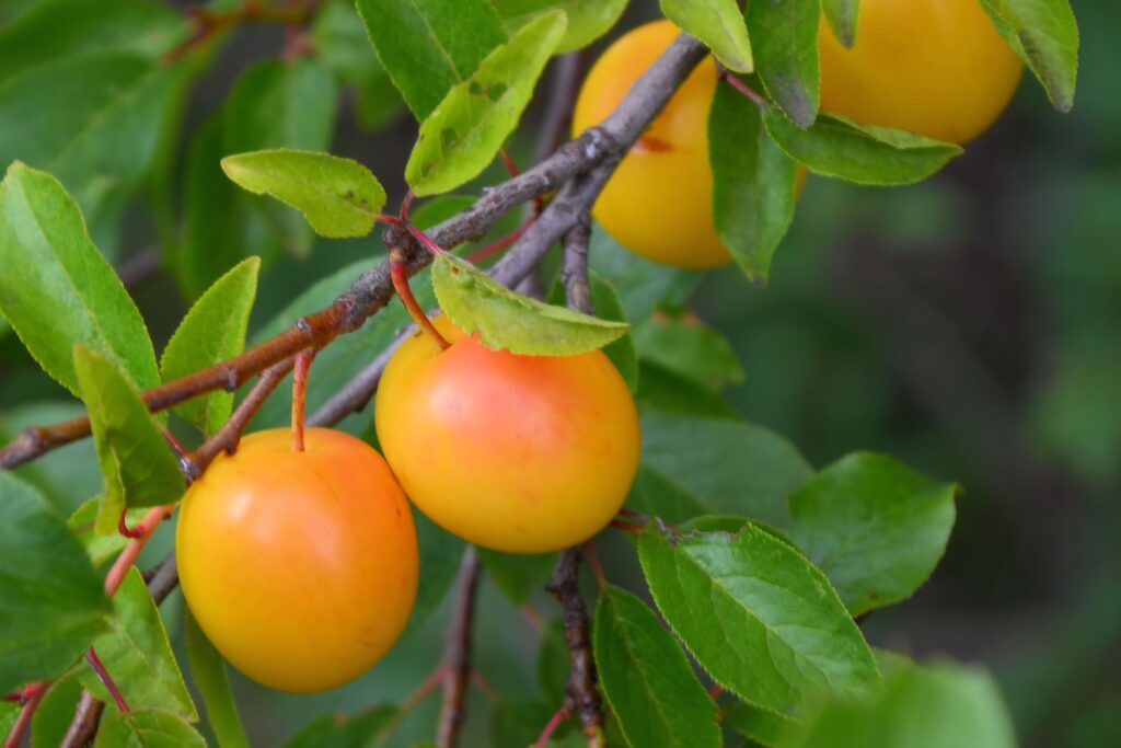 Vibrant Yellow Plums Wallpaper: Nature's Beauty with Lush Greens