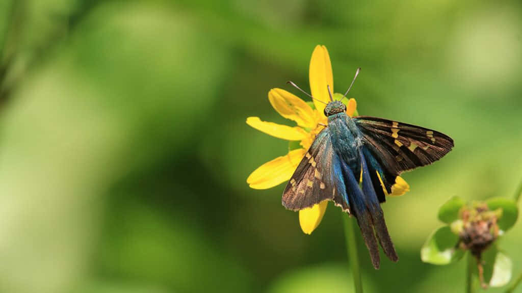 Skipper Butterfly on Yellow Flower - Vibrant Wallpaper Background