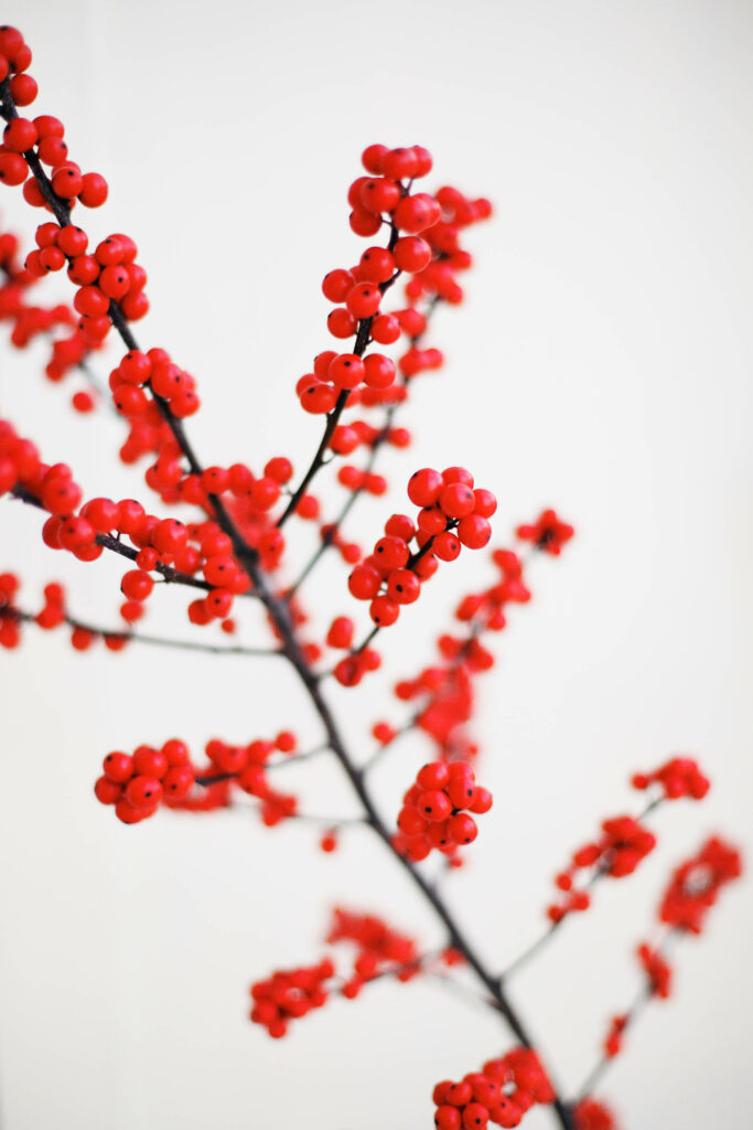 Vibrant Berry Branch Wallpaper on Soft Light Background
