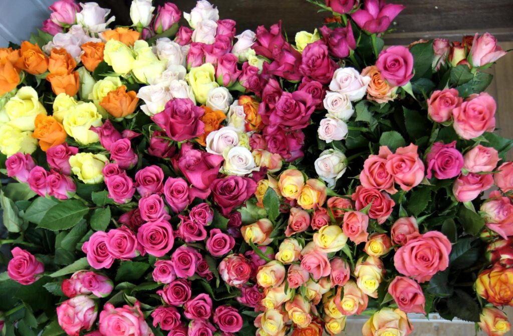Colorful Rose Wallpaper - Vibrant Floral Background Design
