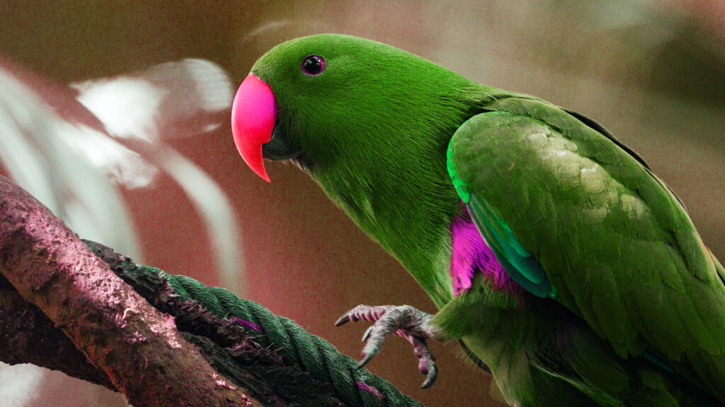 Stunning Green Parrot Wallpaper with Pink Accents & Blurred Background