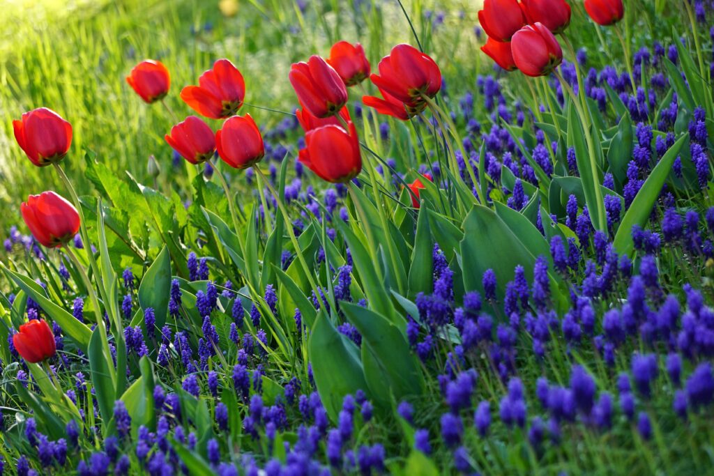 Vibrant Spring Wallpaper: Red Tulips & Purple Flowers Background