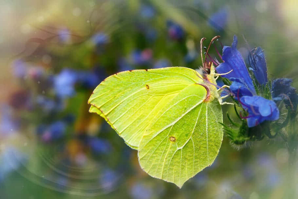 Vibrant Wallpaper: Sulphur Butterfly on Blue Flower Background