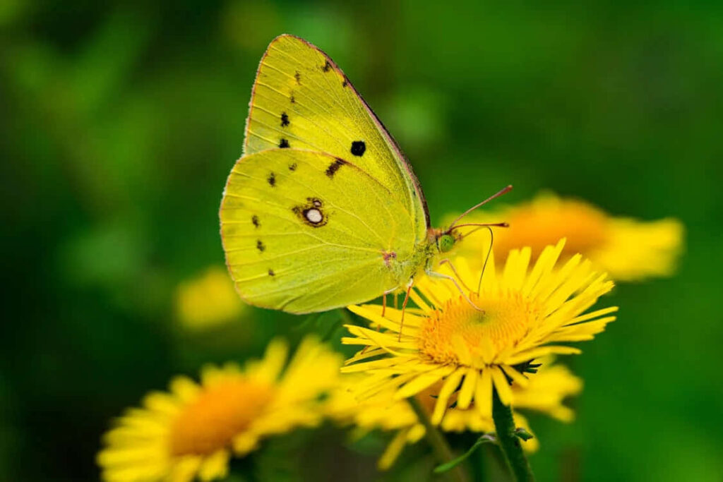 Vibrant Wallpaper: Sulphur Butterfly on Yellow Flower & Green Backdrop