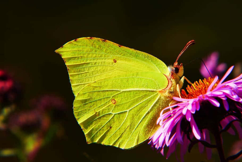 Vibrant Sulphur Butterfly on Purple Flower - Stunning Wallpaper Background