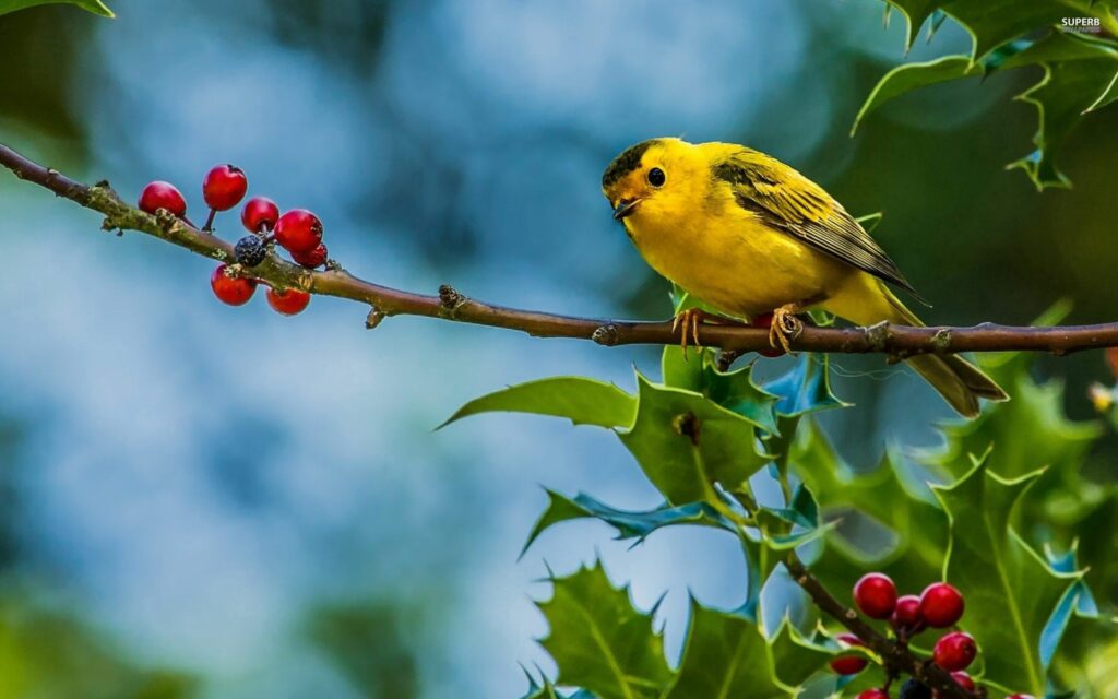 Vibrant Wallpaper: Yellow Bird, Red Berries & Green Leaves