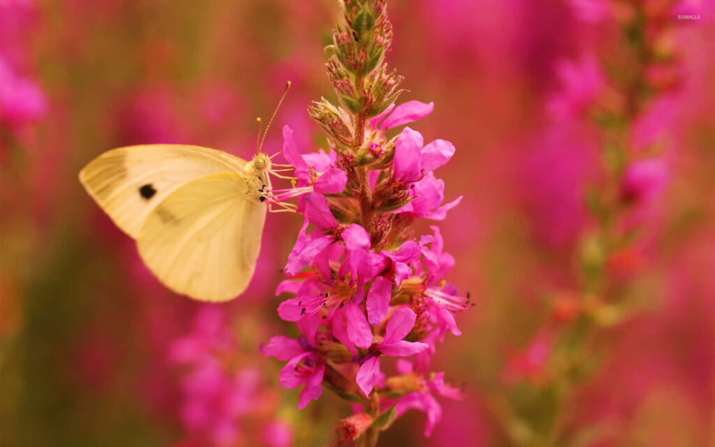 Vibrant Butterfly on Pink Flowers - Soft Blurred Wallpaper Background