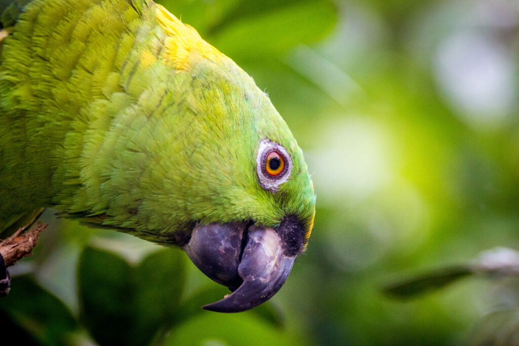 Vivid Yellow-Naped Amazon Parrot Close-Up Against Green Background Wallpaper