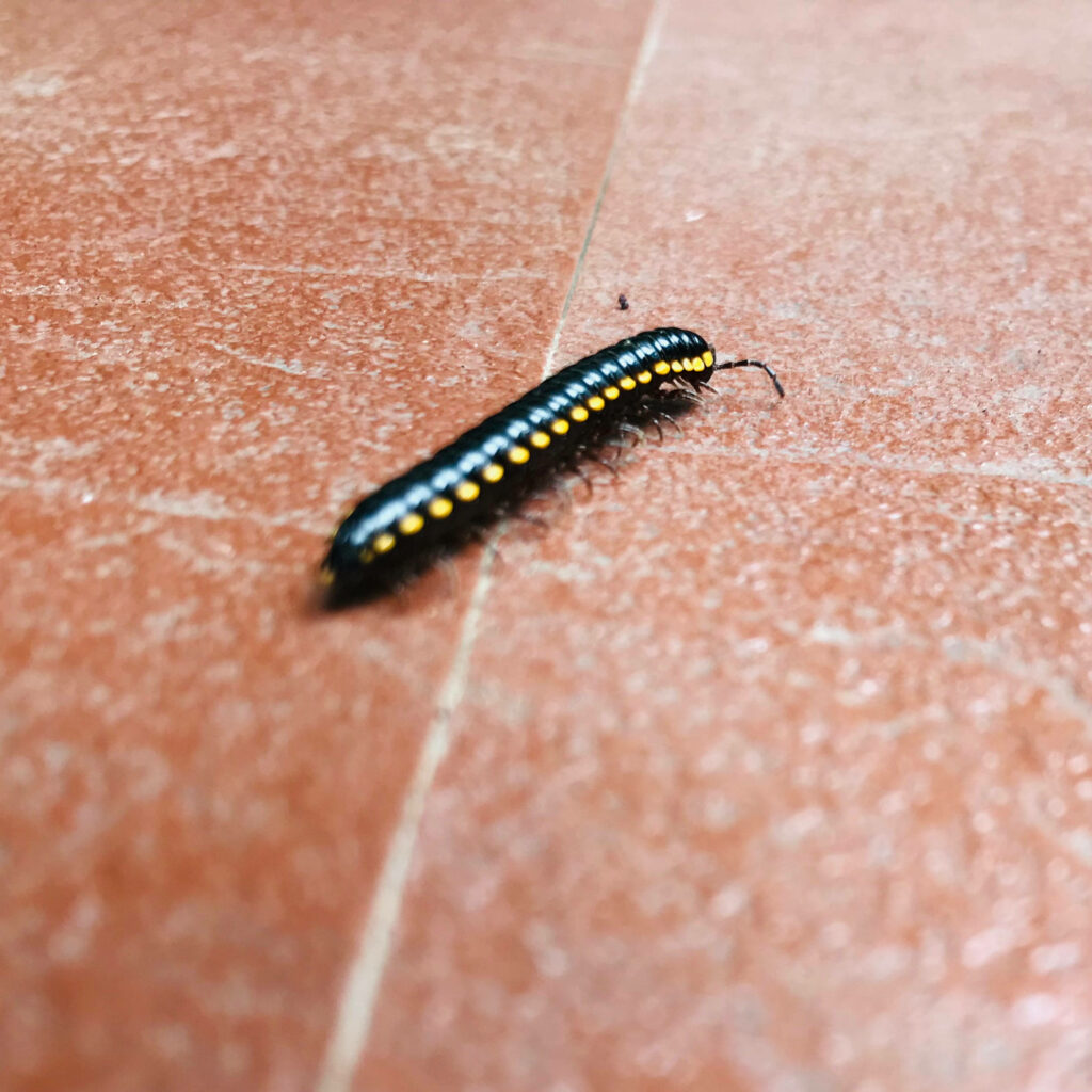Yellow-Spotted Millipede on Textured Floor - Vibrant Nature Wallpaper