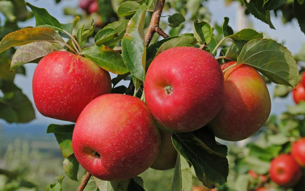 Vibrant Apple Wallpaper: Ripe Red Apples & Green Leaves in Nature