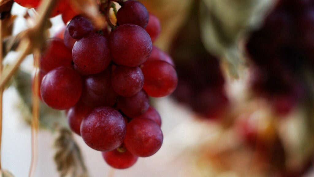 Vibrant Red Berry Wallpaper: Natural Earthy Background