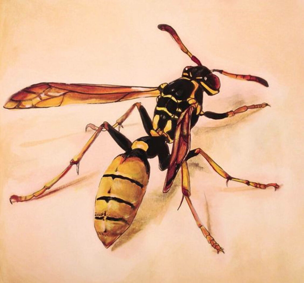 Close-up detailed wasp illustration with yellow black stripes and transparent wings wallpaper background
