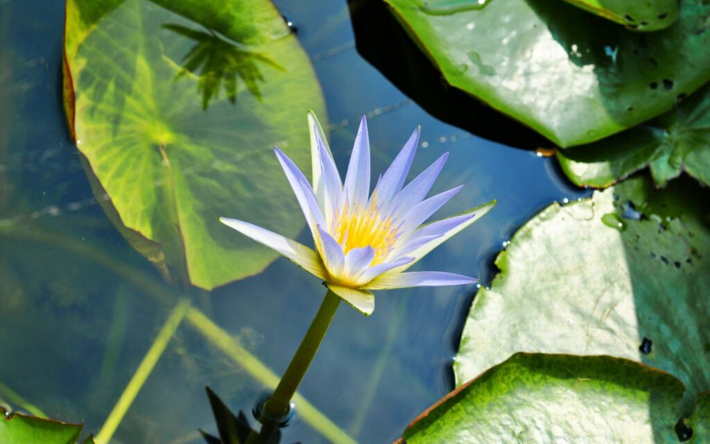 Vibrant Water Lily Wallpaper: Purple Petals & Green Lily Pads