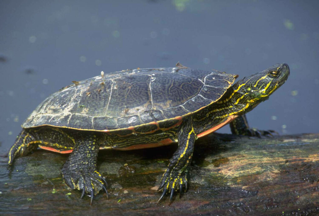 Vibrant Water Turtle Wallpaper: Serene Nature Background