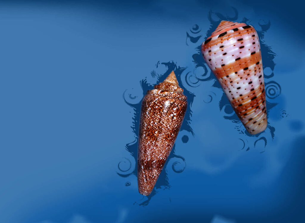 Two vibrant whelk shells on smooth blue gradient background with ocean-inspired accents wallpaper