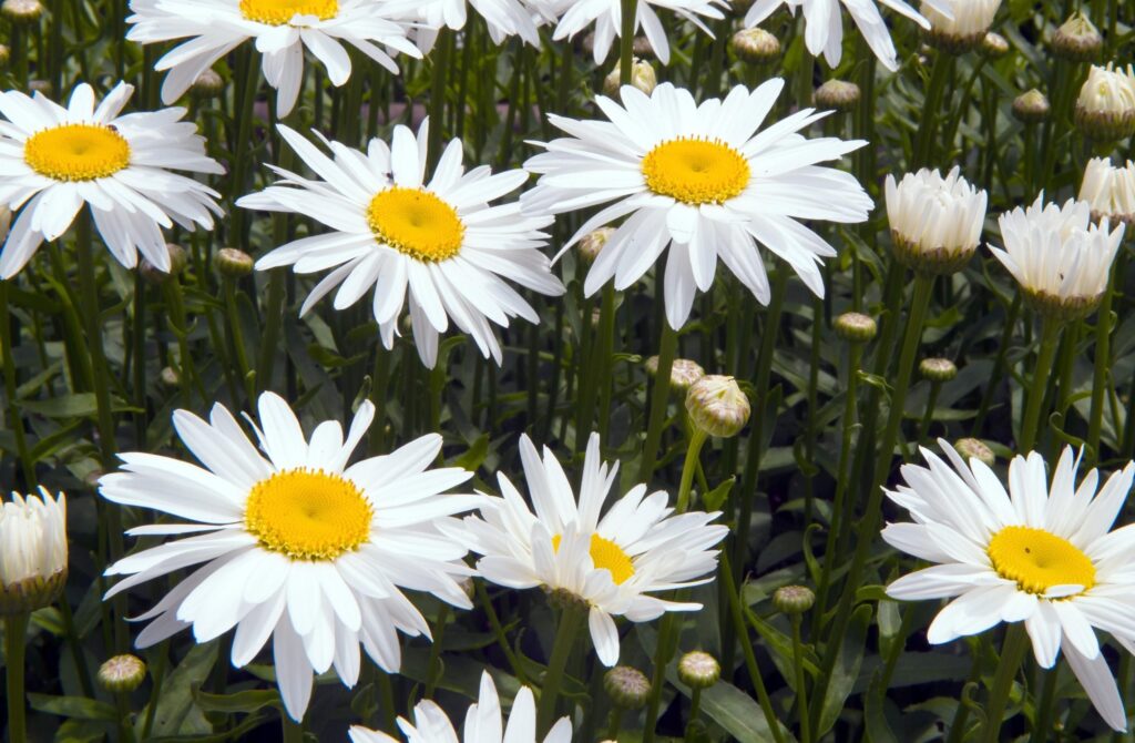 Vibrant Chamomile Flowerbed Wallpaper with Lush Green Background