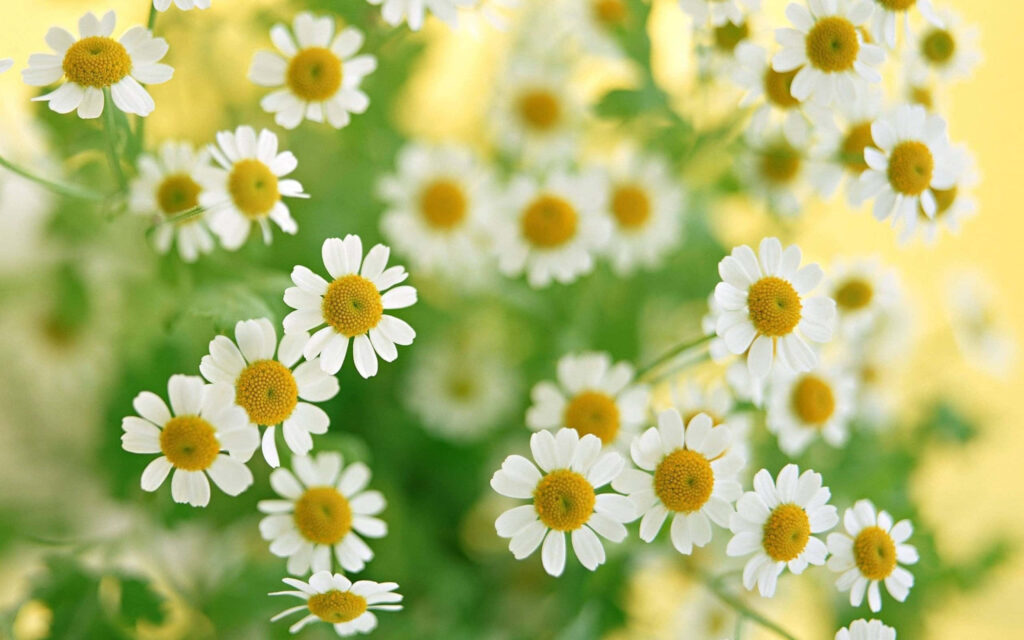 Vibrant White Daisies Wallpaper | Soft Green & Yellow Background